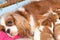 Cavalier King Charles Spaniel Dog Nursing Her Pups