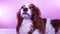 Cavalier king charles spaniel dog puppy with busy tongue. Dog licking. Funny footage HD video clip.