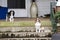 Cavalier King Charles Spaniel dogs on front porch stoop, Watkinsville, Georgia, USA