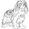 Cavalier King Charles Spaniel Drawing