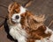 The cavalier king Charles Spaniel. long furry ears flying in the wind. The dog is happy. The owner`s friend looks at the camera