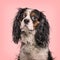 Cavalier King Charles Spaniel looking at camera against pink bac