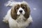 Cavalier King Charles Spaniel looking into camera with soulful big eyes
