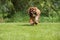 Cavalier King Charles Spaniel, Male Dog running on Lawn