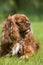 Cavalier King Charles Spaniel, Male laying on Lawn