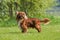 Cavalier King Charles Spaniel, Male standing on Lawn
