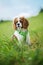 Cavalier king charles spaniel in a meadow