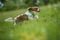 Cavalier king charles spaniel in a meadow