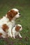 Cavalier King Charles Spaniel, Mother and Pup