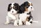 Cavalier King Charles spaniel puppies