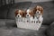 Cavalier king charles spaniel puppies posing in a basket together