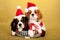 Cavalier King Charles Spaniel puppies with Santa caps hats on yellow background