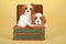 Cavalier King Charles Spaniel puppies sitting inside green suitcase luggage