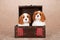 Cavalier King Charles Spaniel puppies sitting inside wooden chest with red tartan plaid