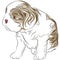 Cavalier King Charles Spaniel Puppy Dog Drawing