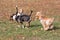 Cavalier king charles spaniel puppy, english beagle puppy and miniature bull terrier are playing in the autumn park