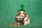 Cavalier King Charles Spaniel puppy with green St Patrick hat hanging head in pot of gold coins on green background
