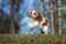 Cavalier king charles spaniel puppy outdoors