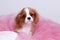 Cavalier king Charles Spaniel puppy in pink organza