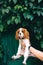 Cavalier king charles spaniel puppy portrait outdoors. King Charles spaniel breed