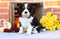 Cavalier King Charles Spaniel puppy sitting with Autumn decorations in front of brick wall