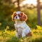 Cavalier King Charles Spaniel puppy sitting on the green meadow in a summer green field. Portrait of a cute Cavalier King Charles