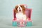 Cavalier King Charles Spaniel puppy sitting inside pink and green woven picnic basket
