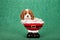 Cavalier King Charles Spaniel puppy sitting inside santa pants boots bowl on green background