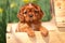 Cavalier King Charles Spaniel Puppy in Wooden Wagon