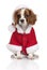 Cavalier King Charles Spaniel in Santa coat