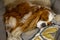 Cavalier king Charles Spaniel Sleeping Sweetly in Owner`s Bed. The comfort of home, Huge. Veterinarian for dogs. Long ears and