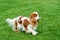 Cavalier King Charles spaniel standing on green field.