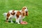 Cavalier King Charles spaniel standing on green field.