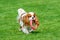 Cavalier King Charles spaniel standing on green field.