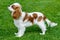 Cavalier King Charles spaniel standing on green field.