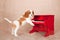 Cavalier King Charles Spaniel standing up against red toy piano on beige background