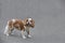 Cavalier King Charles Spaniel stands looking at you with curious eyes and tongue sticking out on a blurred grey background