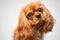 Cavalier King Charles Spaniel tilting head and looking at camera