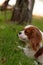 Cavalier King Charles Spaniel young dog is laying on the green grass on the sunny day