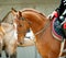 Cavalry horse portrait closeup