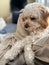 Cavapoo Closeup Looking at Camera with Friendly Eyes at Chatham, Cape Cod