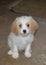 Cavapoo Darling