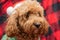 Cavapoo dog with Christmass clothes. Dog Christmas concept