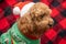 Cavapoo dog with Christmass clothes. Dog Christmas concept