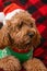 Cavapoo dog with Christmass clothes. Dog Christmas concept