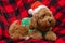 Cavapoo dog with Christmass clothes. Dog Christmas concept