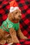 Cavapoo dog with Christmass clothes. Dog Christmas concept