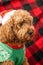 Cavapoo dog with Christmass clothes. Dog Christmas concept