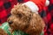 Cavapoo dog with Christmass clothes. Dog Christmas concept