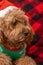 Cavapoo dog with Christmass clothes. Dog Christmas concept